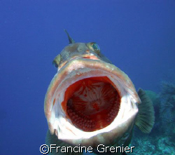 Grouper names Bob, loves interacting with divers and havi... by Francine Grenier 